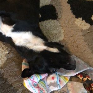 Meet your Posher, Alex